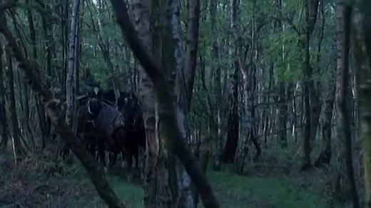 Scars of Dracula [1970]