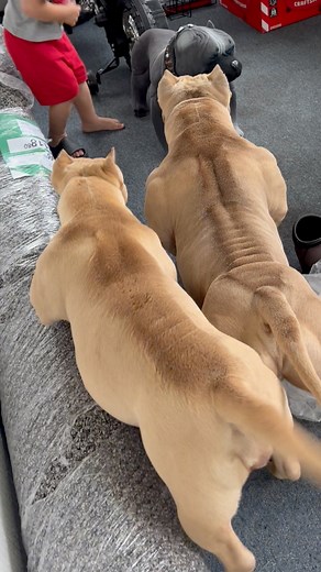 If you thought you wanted to get a piggy bank that looks like your dogs, don’t🤣😅 Major League Bullyz LLC ‼️ #reelsviralシ #followersシ゚ #fbreelsfypシ゚ #fyp #bullylife #bullybreed #doggo #dog #doglover #doglife #lol #funny #funnyvideos #hilarious | Major League Bullyz LLC