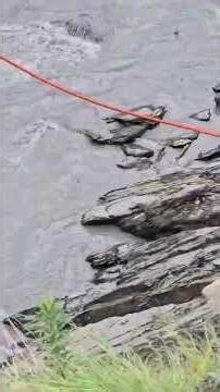 Goats vs the raging Ravi River—nature's most incredible survival story #wildlife #animals #shorts