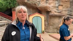 Wake up with our wolf pack! Today we're hanging out with Shadow, Koda and Kona. | San Diego Zoo