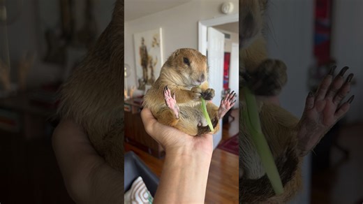 Feeding chubby prairie dog one blade at a time