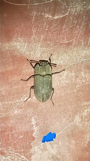 Can someone tell me what kind of alien bug this is! 🛸