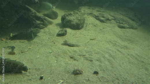 Undersea view of a flatfish and gobies resting on a sandy bottom with rocks. Marine life in their natural habitat, professional underwater footage for stock