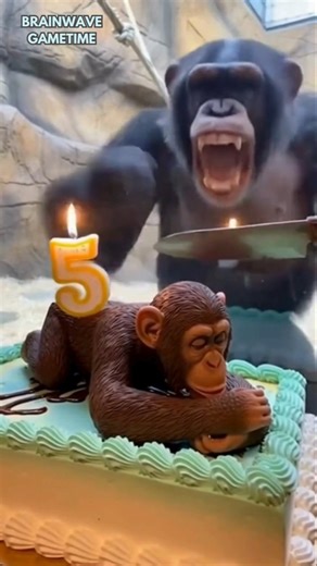 chimp crashes out when chimp cake is cut