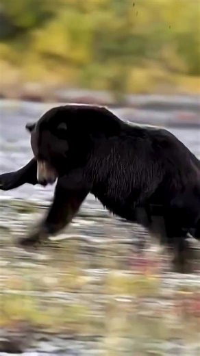 299K views · 4.1K reactions | Tracking Claw Marks Through Rugged Country Ended in a Bear Down Moment | Diameter Tree | Facebook