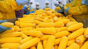 56K views · 1.1K reactions | The world’s first whole corn fries and ice cream that became legendary in one bite - Korean food | Food Processing | Facebook