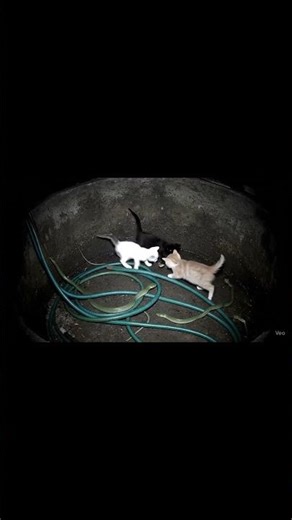 Feline fun and reptile reactions! Watch these cats pounce, play with snakes. #cats #snake