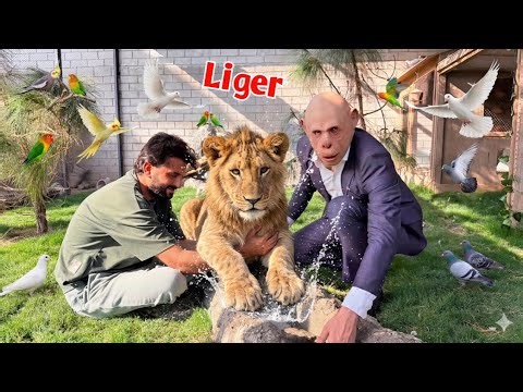 Liger Come Back In Mini Zoo || Surprise || Lion In Mini Zoo || Shehr Main Dihat