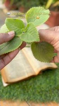 📖 Just One Leaf తో Book Nundi New Plant!? 🌱
