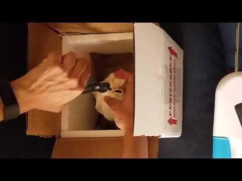 Unboxing my new Ball Python from xyz reptiles