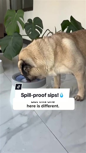 No-Spill Water Bowl for Happy Dogs