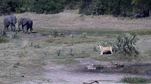 Two elephants view a lioness taking a drink at Tembe. See more live action from the bush, only on Africam.com | Africam