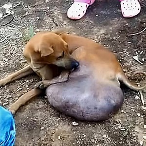 Stray Dog With a Massive Tumor Faced the Unthinkable—Now She's Learning to Walk Toward a Brighter Future😥💔—[Full story in cᴑmments]👇 | Today News