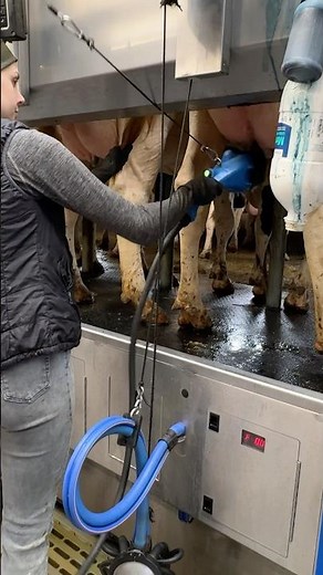 🐄 Cow Milking 101 with Farm Girl: Udder Washing & Perfect Milking ✨