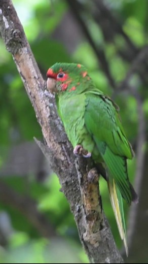 7.3K views · 270 reactions | Mitred Parakeet Psittacara mitratus Salta, Argentina  | North Africa Parrot Services | Facebook