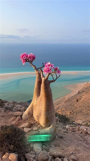 This island is like a Alien Planet🤯🌿