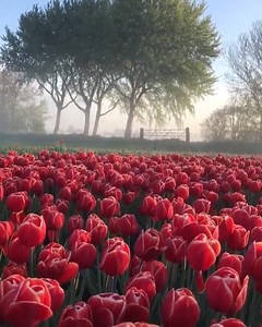 1M views · 91K reactions | Beautiful Tulip Fields in Netherlands  | Wildests | Facebook