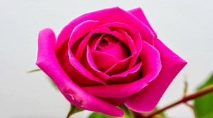 66K views · 4.6K reactions | Getting the rose garden of your dreams...