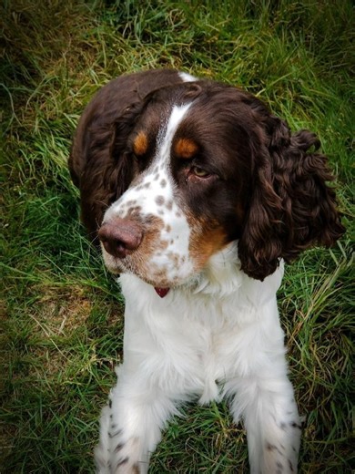 American Kennel Club