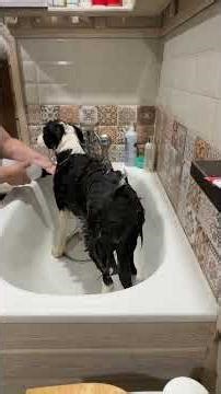 Border Collie loves to bathe