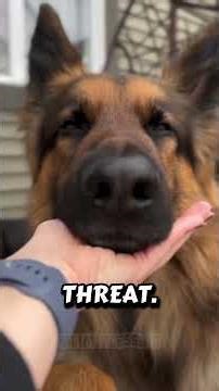 5 Reasons to own a German Shepherd 🇩🇪🐶