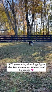 12K views · 764 reactions | Champion was the first goat we ever...