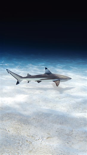 GLORIA | Ocean Photographer & Artist on Instagram: "Color grading is just as important as the camera you use underwater. Before you even start adjusting sliders, you need to understand how color actually works and how light behaves underwater. Without that foundation, you’re not correcting color, you’re just guessing. One of the biggest problems comes from incorrect or automatic white balance. Your camera tries to fix colors on its own, but underwater light is constantly changing with depth, dir