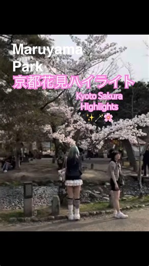 京都桜ハイライト 🌸 木屋町夜桜・円山公園・祇園枝垂れ桜 Kyoto Sakura Highlights Kiyamachi Yozakura, Maruyama Park, Gion