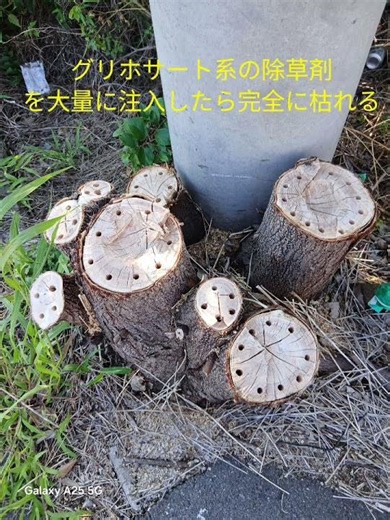 除草剤で木を枯らす