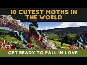 Meet The 10 Cutest Moths In The World | Get Ready to Fall in Love | Insects | Nature
