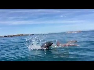 Epic Seal vs Octopus Battle