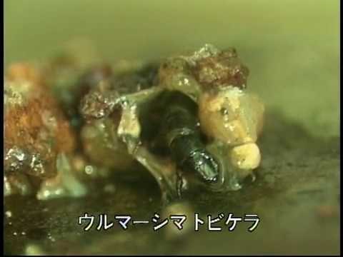 動物の巣と生態―トビケラの巣ー