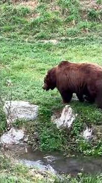Abenteuer Bären: Tierpark Stadt Haag entdecken 🐻