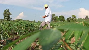 Farmer man read or analysis a report of cassava in plantation farm on tablet computer,agriculture concept
