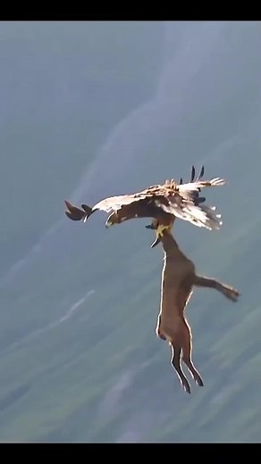 eagle hunting goats in the world's #foryou #trend