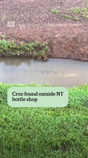 ABC Darwin on Instagram: "A croc has been found trying to purchase a cheeky beer... but has been denied as it does not have a valid ID 🍻🐊 🎥 Zane Trebilcock filmed this at Humpty Doo ⚠️ BeCrocwise - Even a puddle is a hazard in the NT 🐊 #NorthernTerritory #ABCDarwin #ABCNewsNT #Croc #NT"