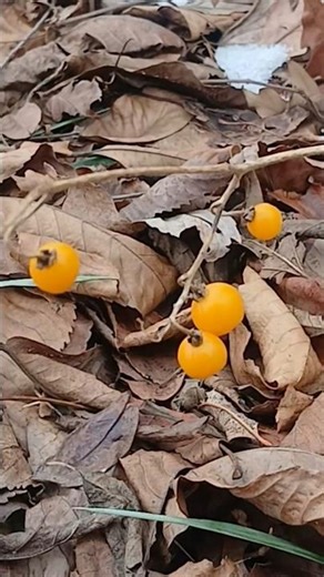 Horsenettle #oldschoolalaska#nature #horsenettle