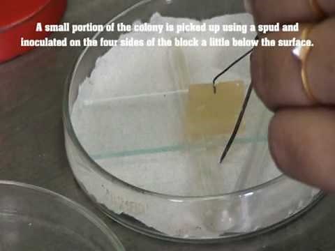 fungal slide culture