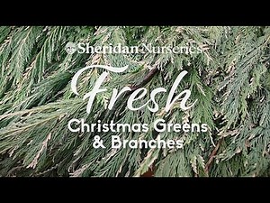 Sheridan Nurseries: Fresh Christmas Greens
