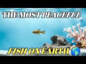 “The Most Peaceful Fish on Earth 🌍🐠 | Calmest & Friendliest Aquarium Fish”