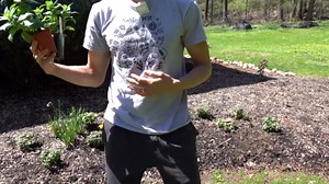 Bee balm - how to grow monarda for pollinators (and no mildew!)