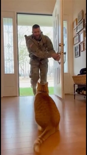 SIREN ALERT! cat screams for soldier! #cat #soldier #friendship