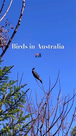 You Won’t Believe These Australian Birds Exist 🦜🇦🇺