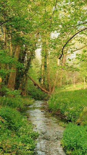 Wander Through the Woods in Norfolk