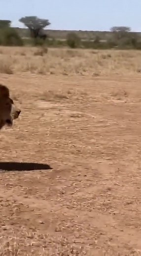 1.9M views · 2.4K reactions | Terrifying Safari Moment: Lion Charges...