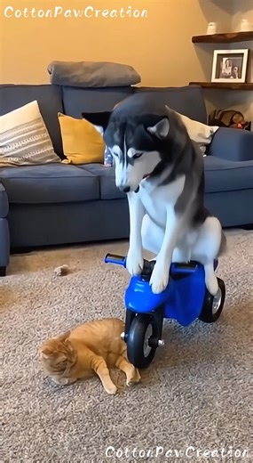 20M views · 291K reactions | Chaos in the Living Room — Husky Crashes, Cat Attacks, Baby Laughs   100% AI-generated video. Original story created for fun and family entertainment. All scenes are fictional.  No reuploads. #AIvideo #AIfunny #AIanimals #AIfamily #DigitalArt #AIreel #AImagic | Cotton Paw Creation | Facebook