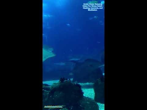 [4K] Underwater Relaxing Video Loop | Nature Relaxation Video | Save Our Seas