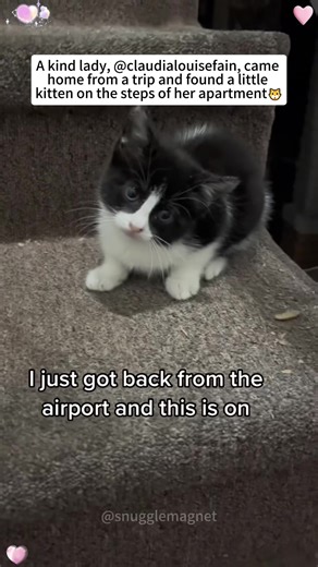 Adopting a Tuxedo Cat: A Heartwarming Story