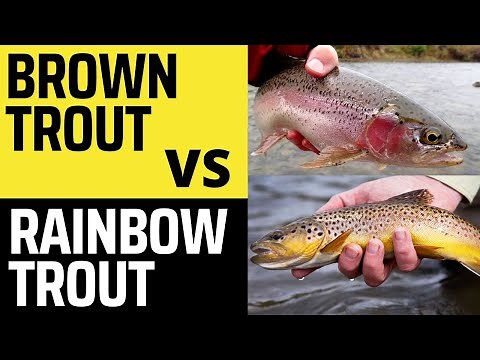 Brown Trout vs Rainbow Trout - What's the Difference?