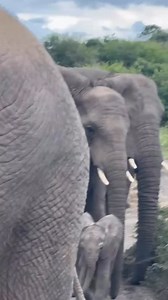 Just one week old, he is already moving forward, guided by his mother and carried by the quiet strength of the herd. #elephant #babyelephant #relaischateaux #safari #malariafree Thank you @mcmariemichel for the video | Esiweni Luxury Safari Lodge, Relais&châteaux